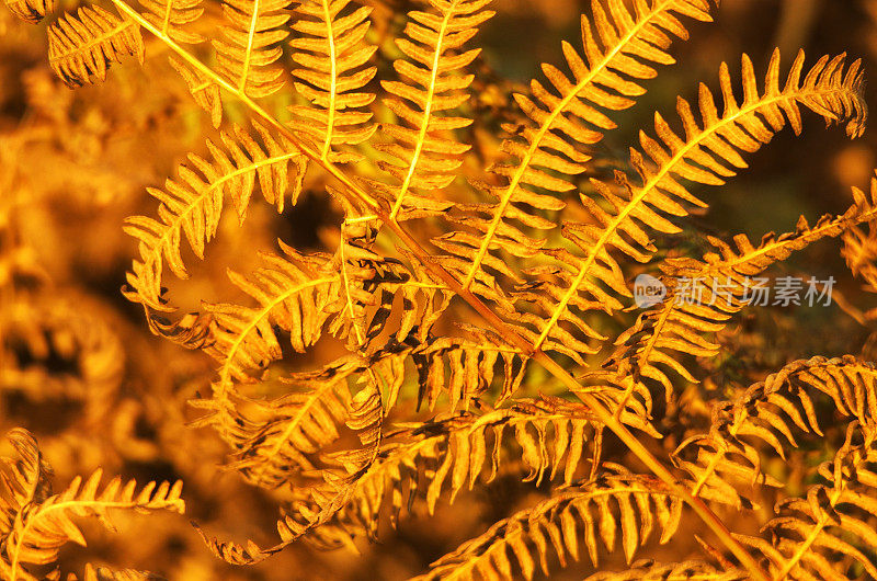 秋天干燥的棕色蕨类植物