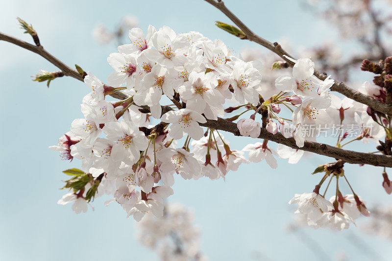 日本樱花盛开