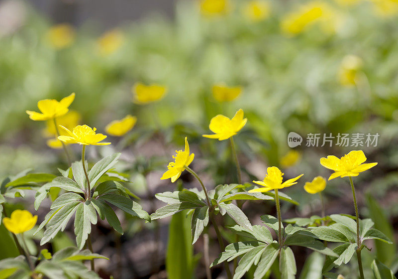 黄木银莲花