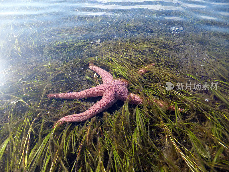 低潮粉红海星
