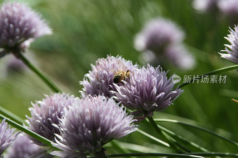 细香葱和蜜蜂