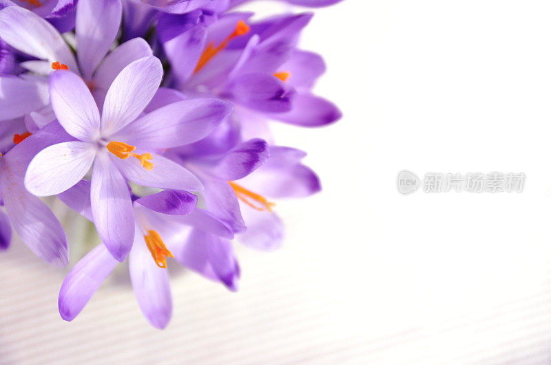 白色背景的花瓶里放一束春天的白井紫番红花