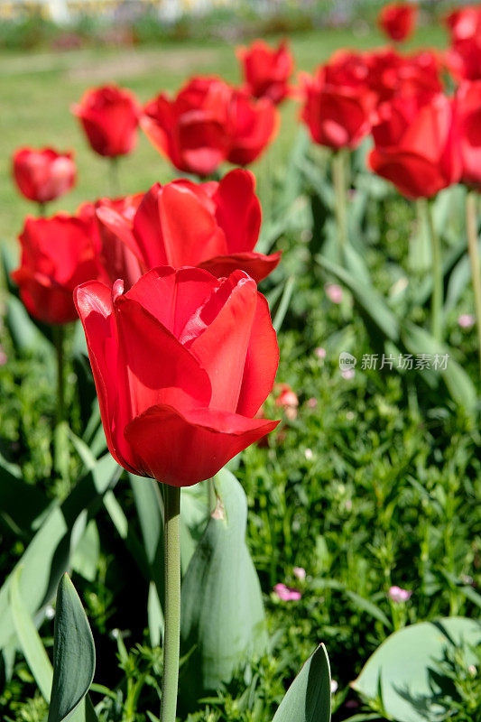 郁金香花园