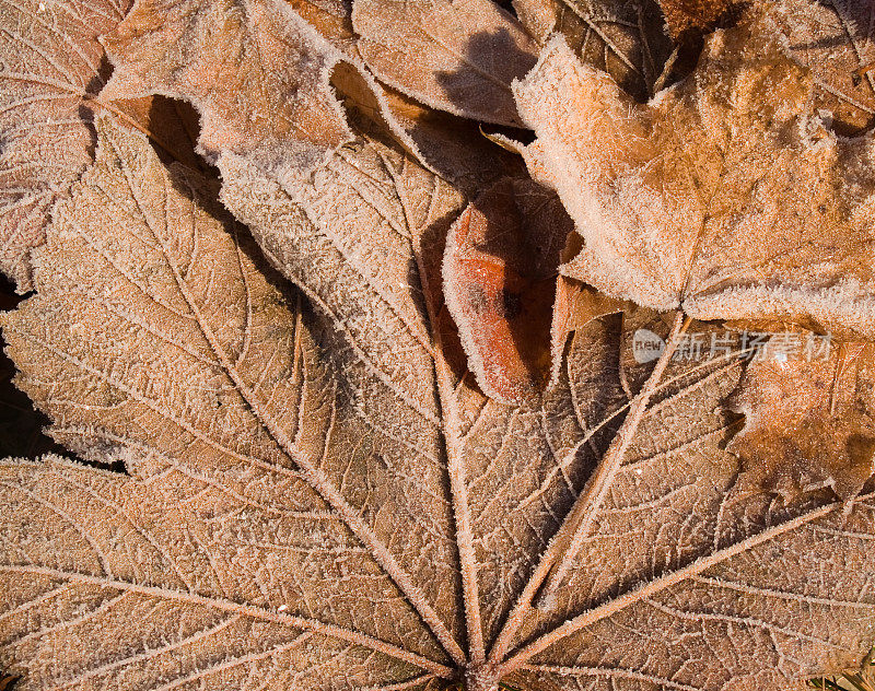褐色的秋叶上覆盖着厚厚的霜冻。