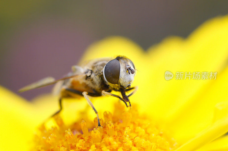 黄甘菊上的粪蜂