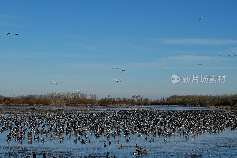 忧郁的鹅一团