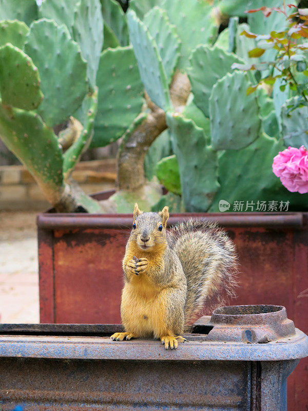 棕色松鼠拿着坚果在仙人掌前在德克萨斯州