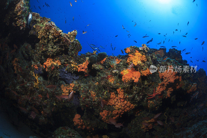 海洋生物