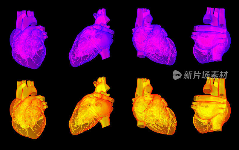 人类心脏的3D渲染