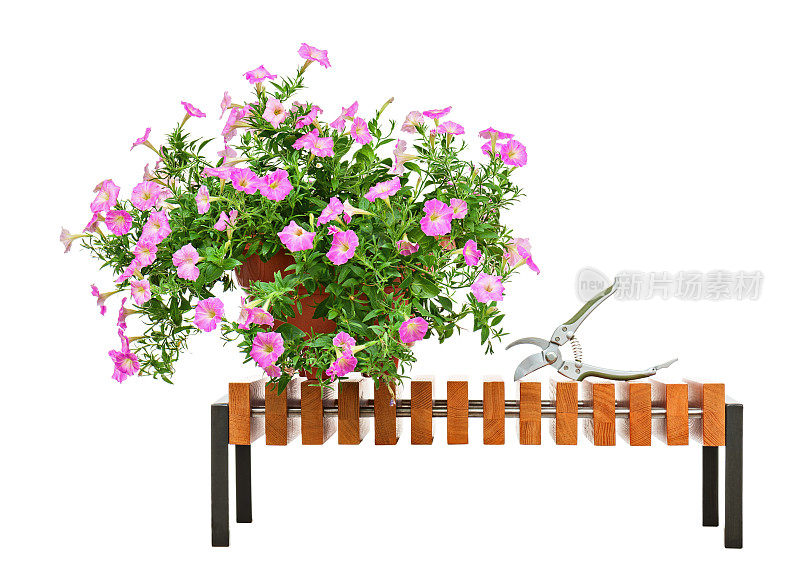 粉红色的矮牵牛花盛开在白色背景下的木凳上