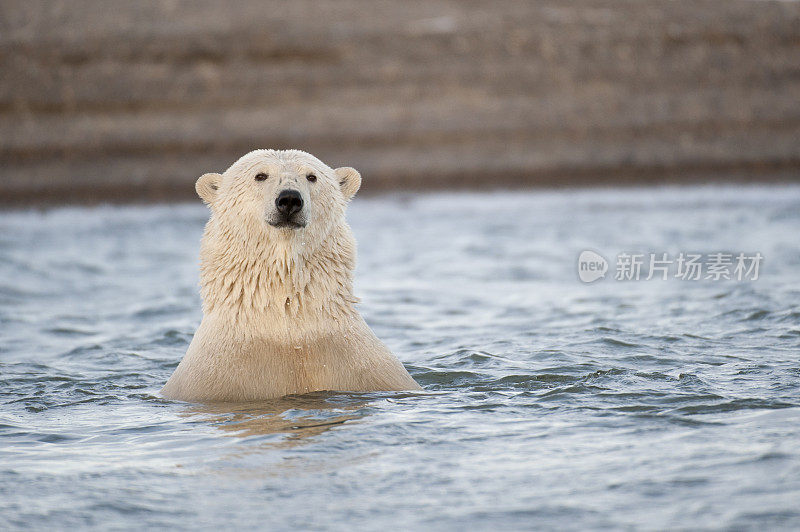北极熊在水里