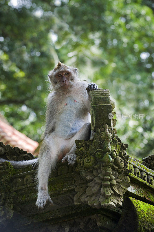 放松的猴子