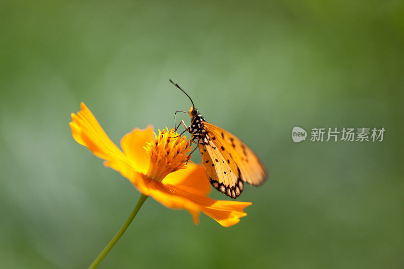 豹纹蝴蝶在橘色的宇宙花上在草地上。