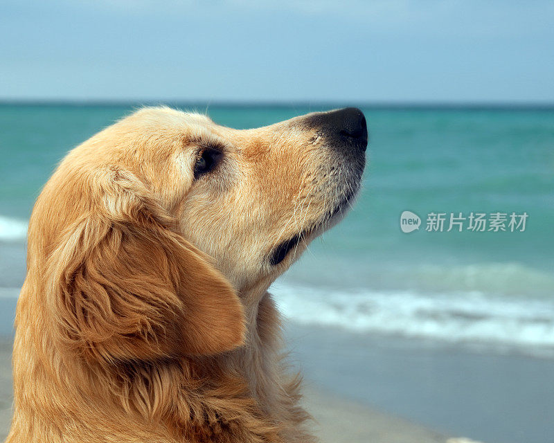 海滩上的金毛寻回犬