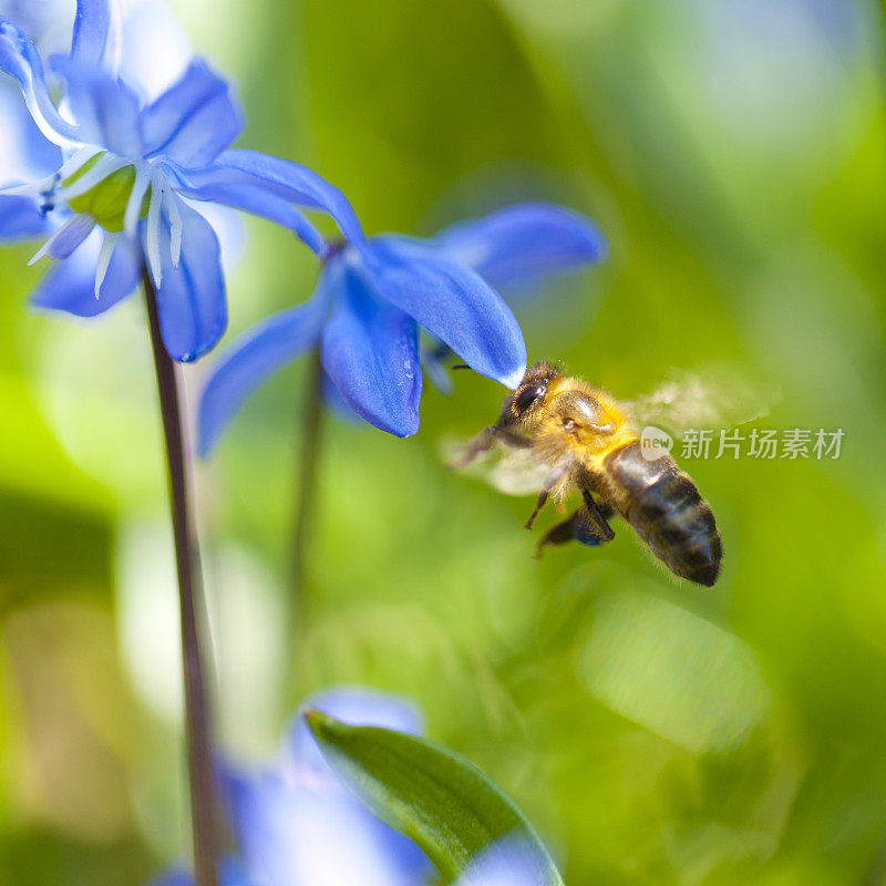 蜜蜂飞向锡拉