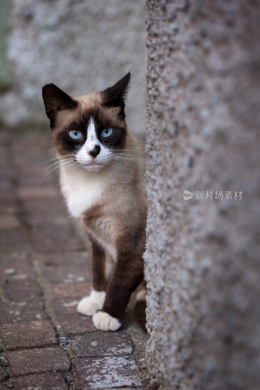 寂寞的小猫，躲在墙后