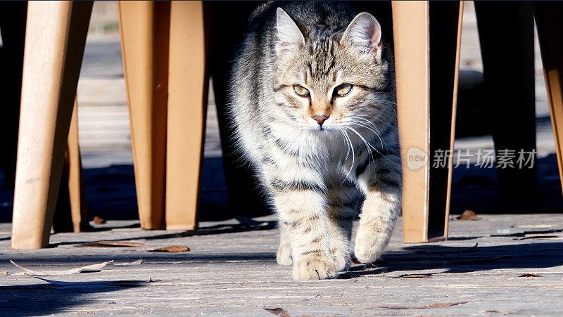 小猫准备攻击