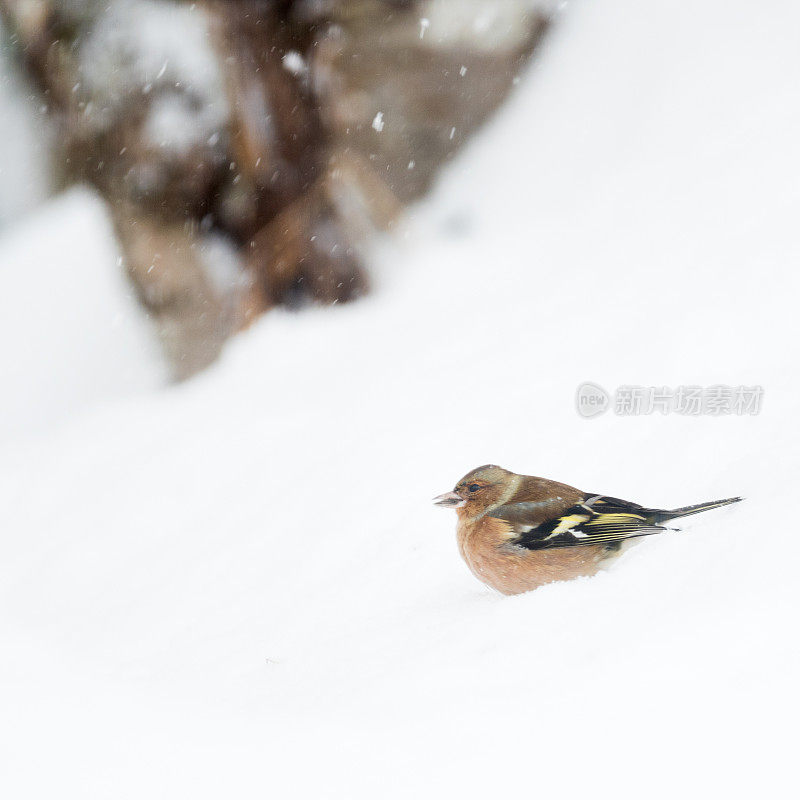 雪中的苍头燕雀