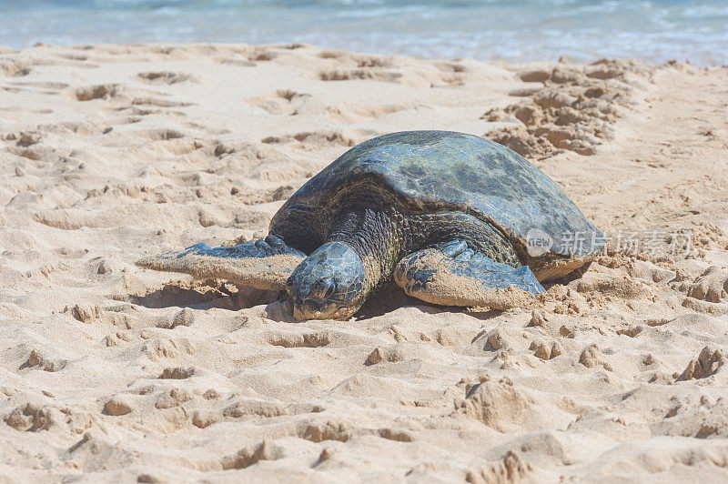 在夏威夷海滩上爬行的海龟