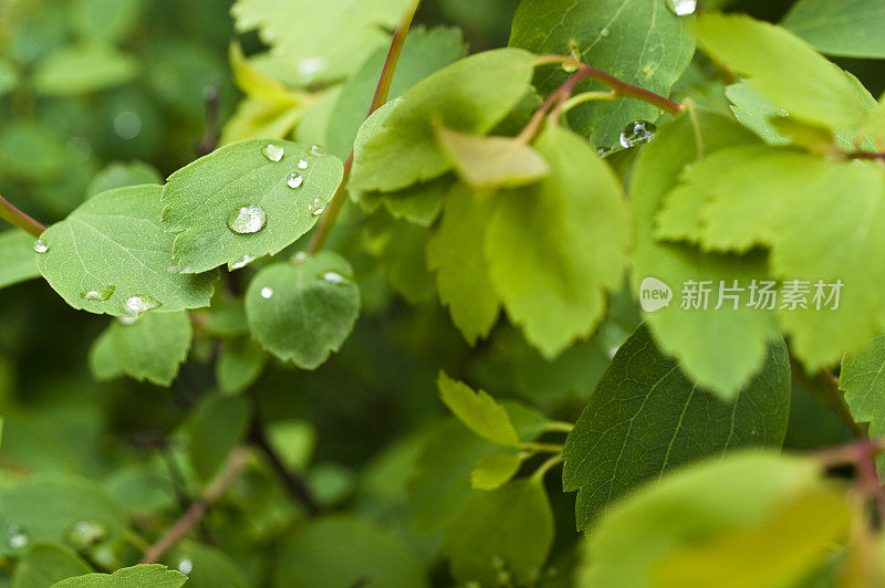 叶子上的水滴