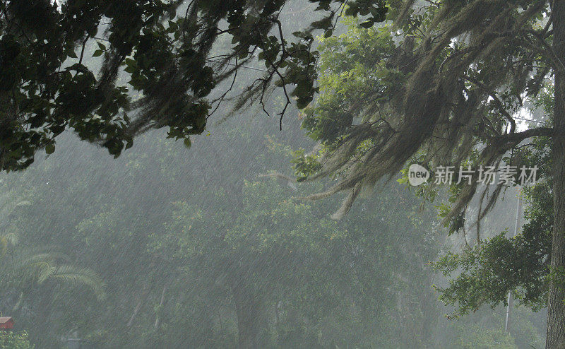 风吹雨打在长满青苔的树上