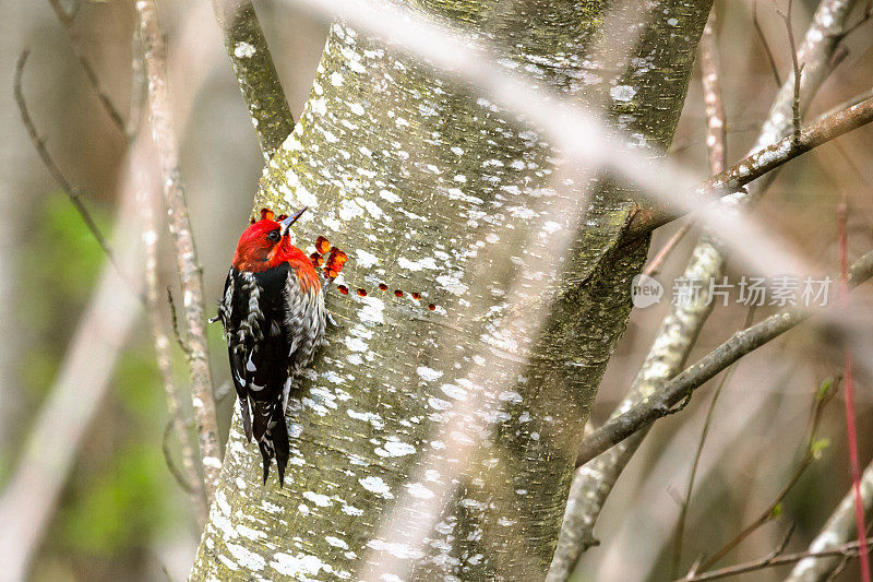 Red-Breasted吸汁啄木鸟