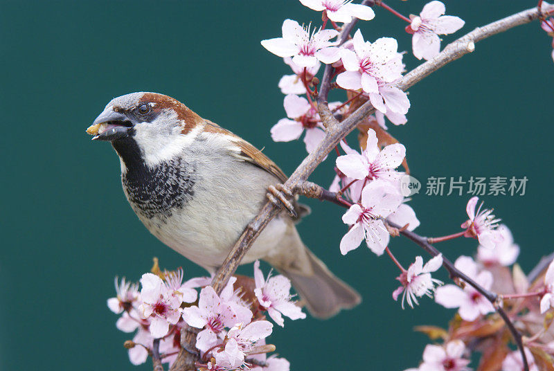 觅食的麻雀