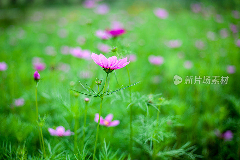 花园的边缘开满了五颜六色的野花