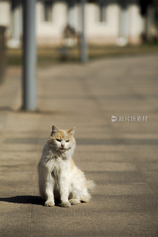 路上的猫