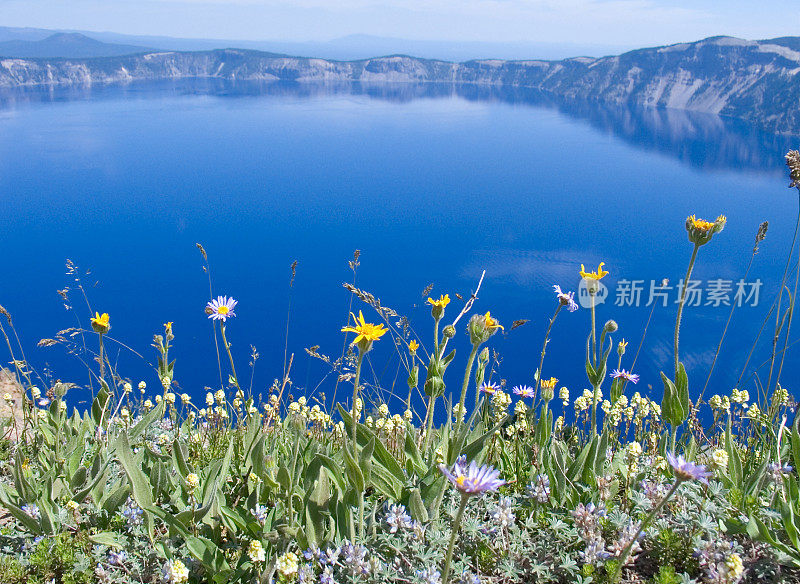 火山口湖的野花