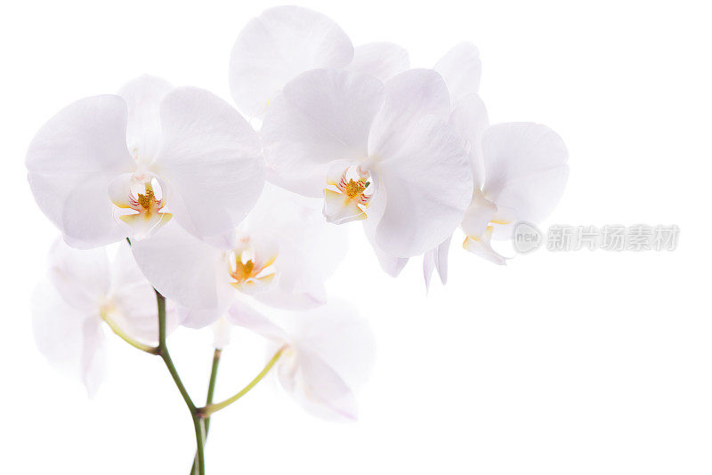 孤立的白色兰花