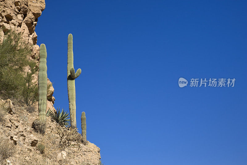 悬崖上的仙人掌