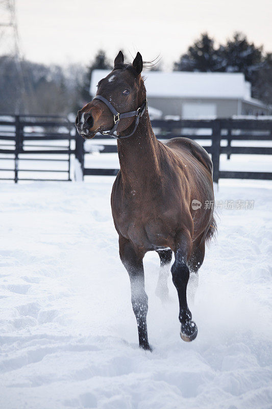 在雪中奔跑的马的正面视图。