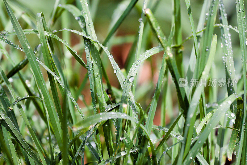 雨后的雨点点缀着绿草