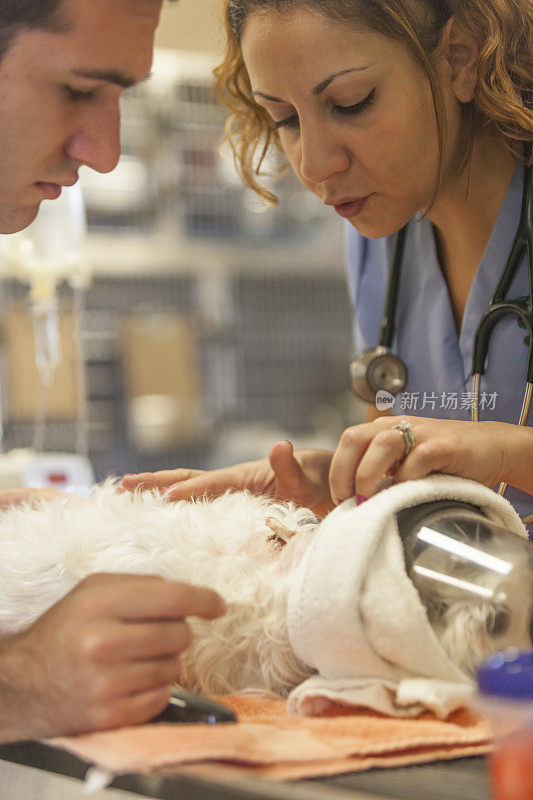 兽医和兽医技术治疗白色狗