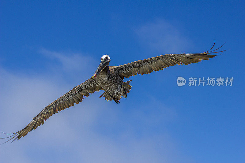 褐鹈鹕飞行