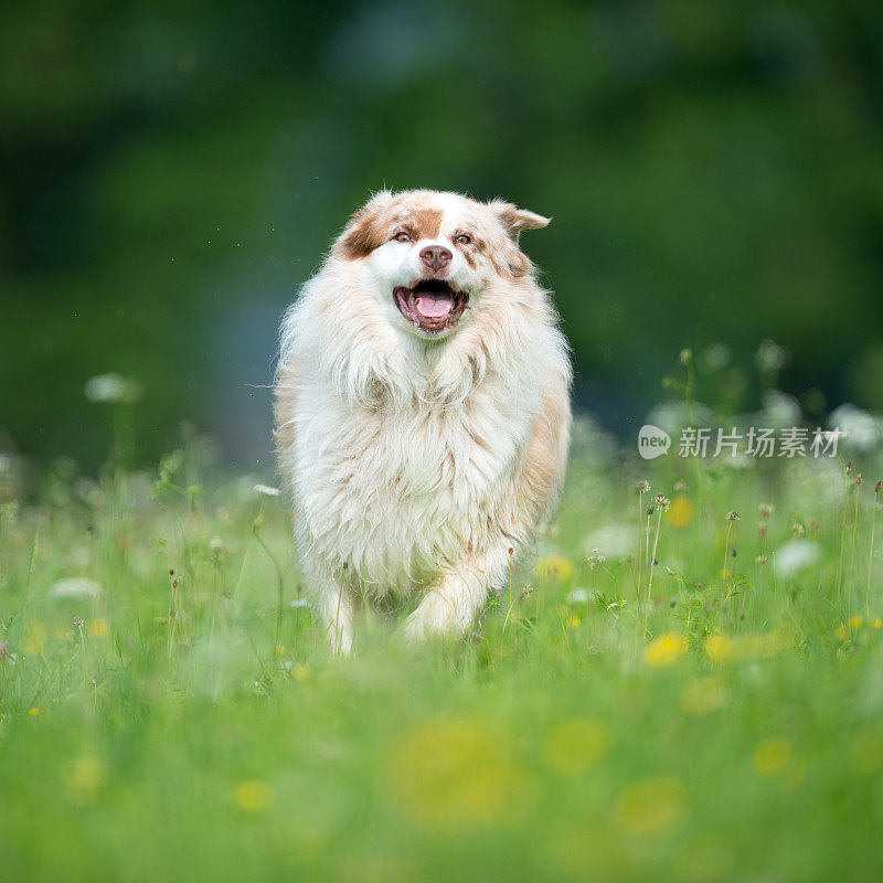 澳大利亚牧羊犬在草地上奔跑