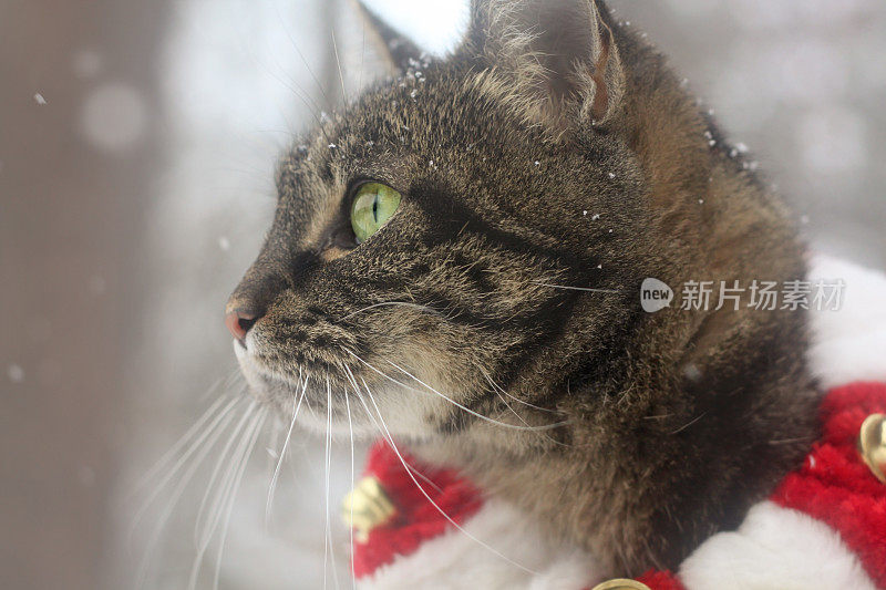 圣诞节的猫