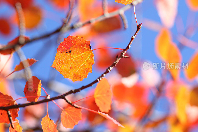 秋天的森林里有金黄色的山毛榉树叶
