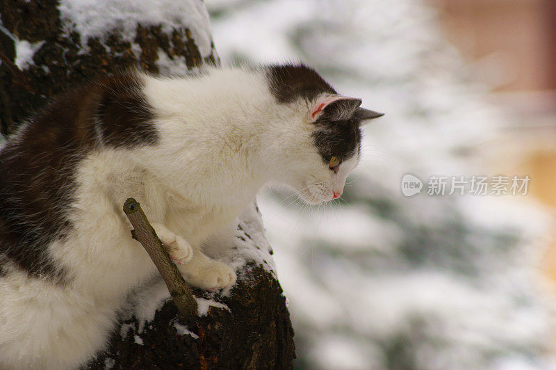 猫和小猫