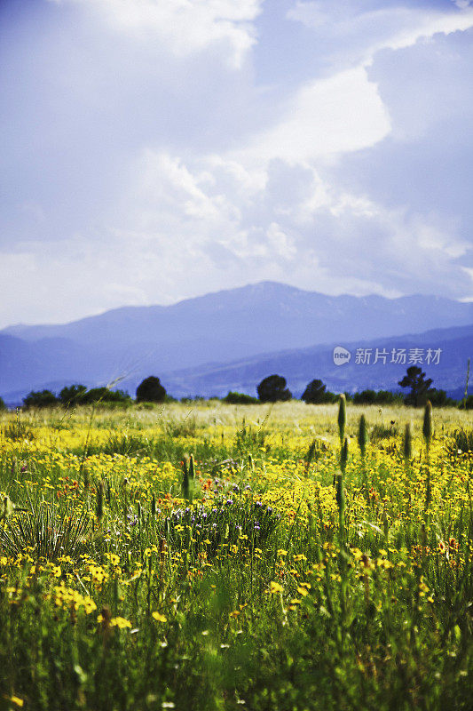 春天在科罗拉多州。田野野花与山地背景