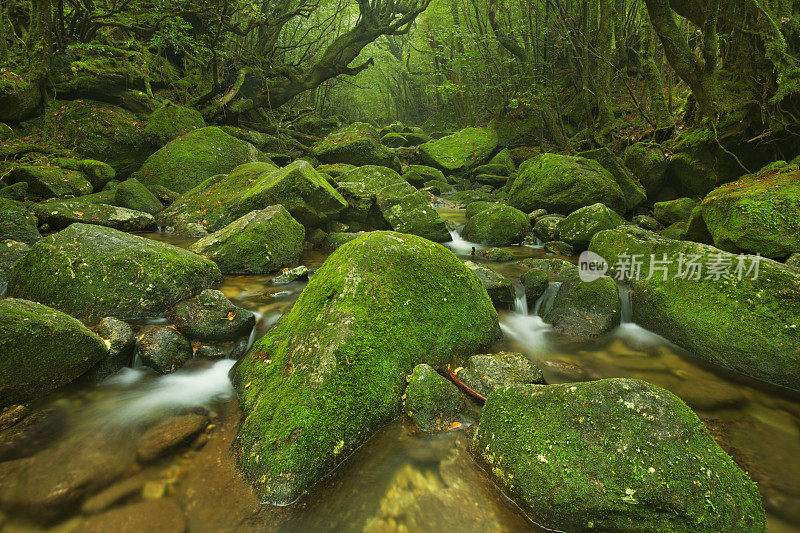 日本屋久岛白谷云须共热带雨林小径上的河流