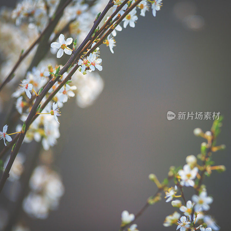 春天樱花盛开