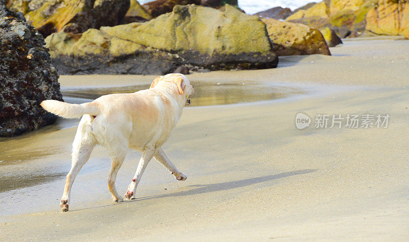 拉布拉多寻回犬