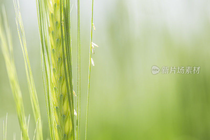 青稞特写