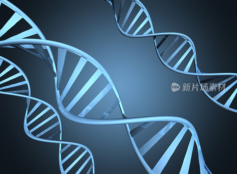 描述放大的双螺旋DNA链的遗传学概念