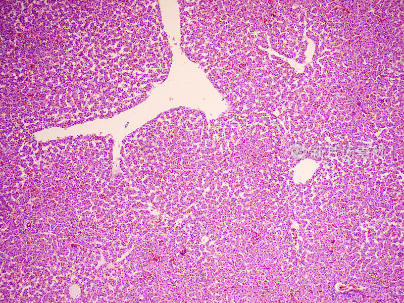 肝脏组织学