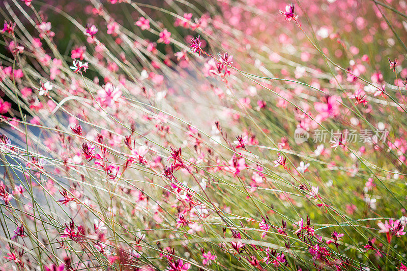 平花