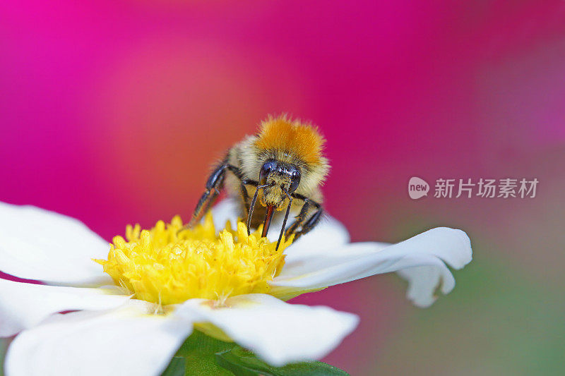 大黄蜂在大丽花上