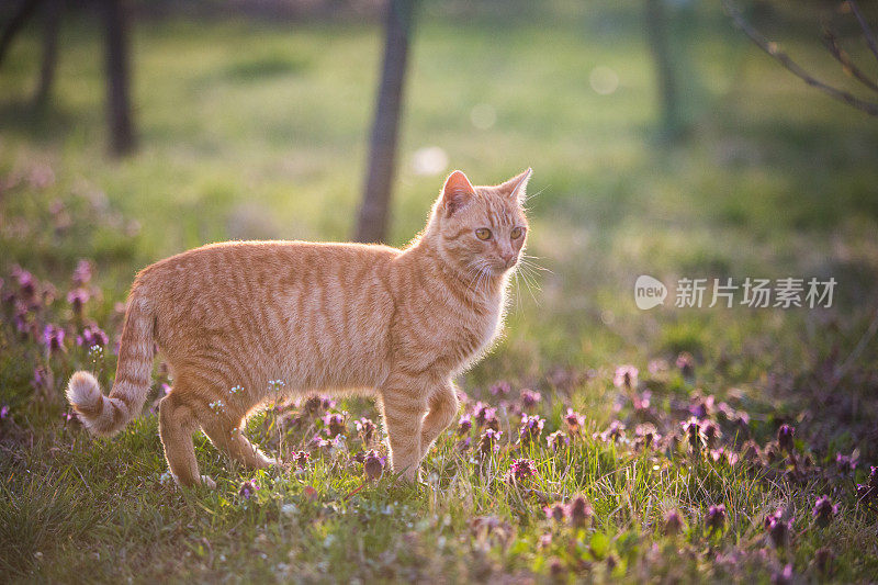 孤独的猫在城市公园散步